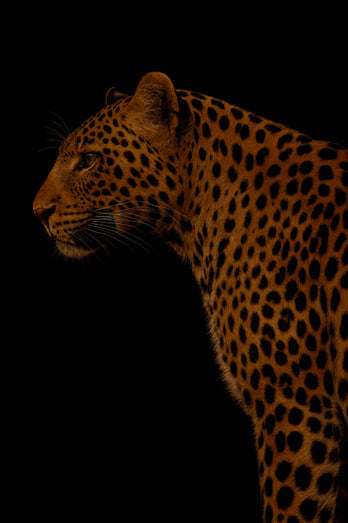 Exclusive - Leopard in Shadow
